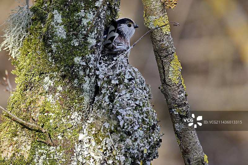 长尾山雀在法国筑巢图片素材