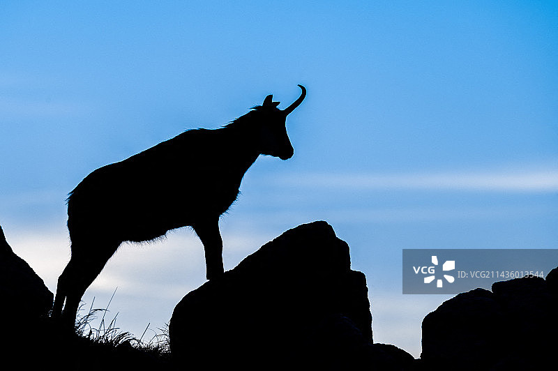 清晨的欧洲羚羊轮廓，斯洛伐克图片素材