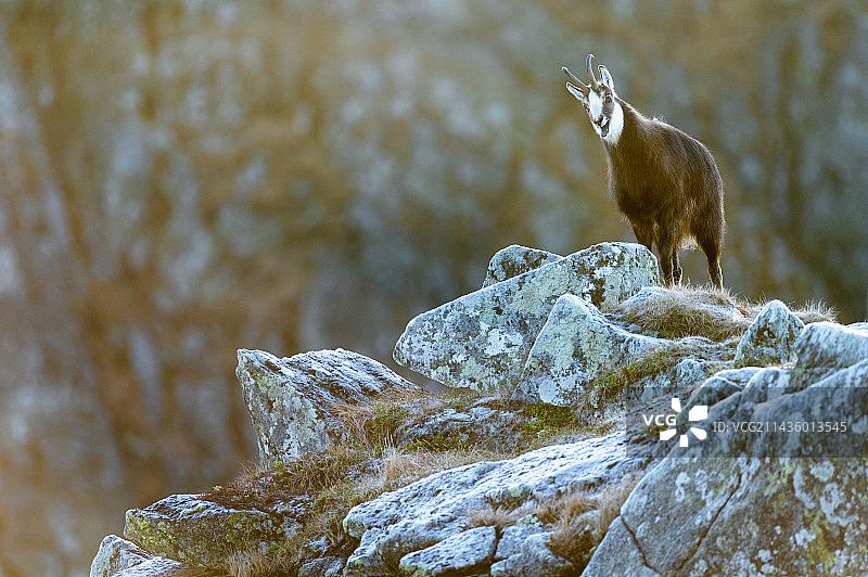 在斯洛伐克岩石上叫喊的羚羊图片素材