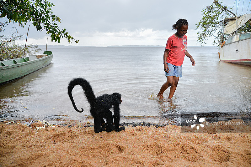 法属圭亚那海滩边水域的年轻黑蜘蛛猴和女孩图片素材
