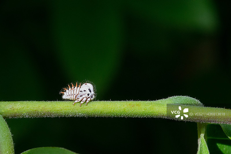 法属圭亚那依兰(Cananga odorata)上的树蛉幼虫图片素材