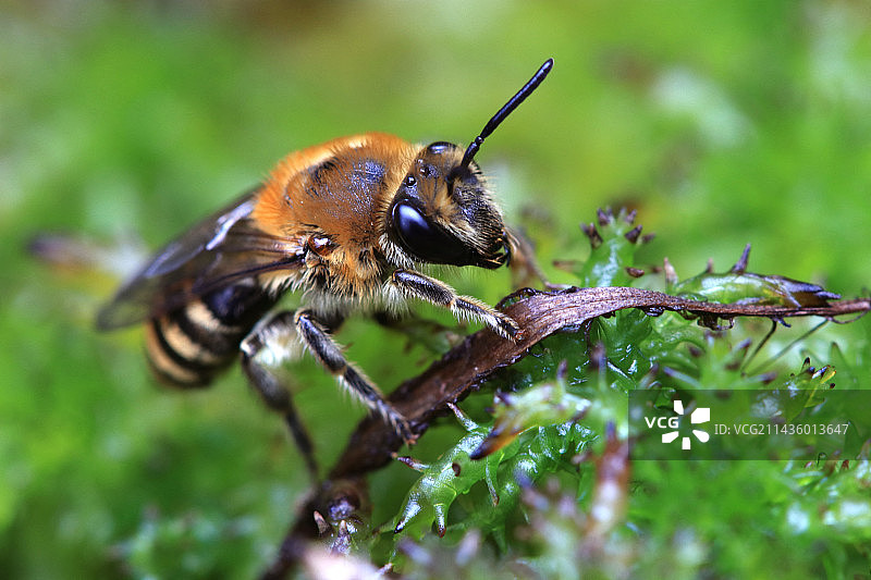蜜蜂，法国阿尔萨斯图片素材