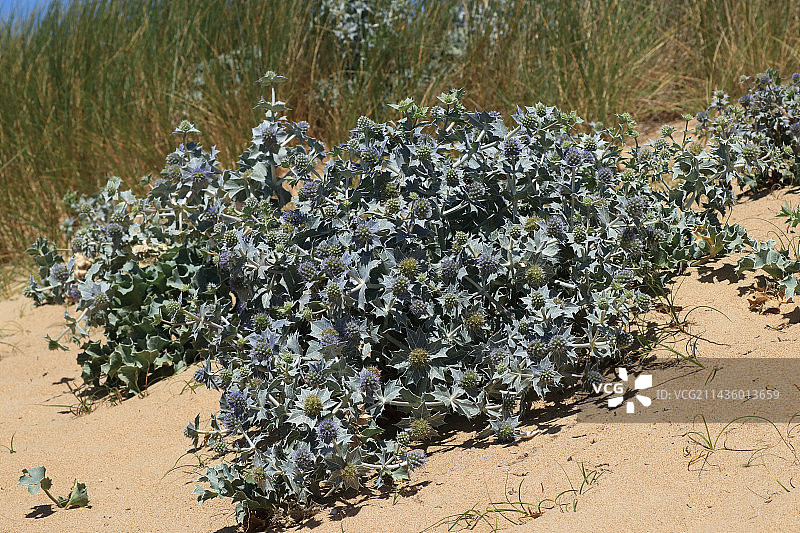 法国布列塔尼莫尔比昂吉代尔沙丘上的海滨蓝刺头图片素材