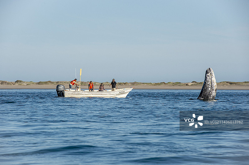 灰鲸与游船，墨西哥下加利福尼亚州图片素材