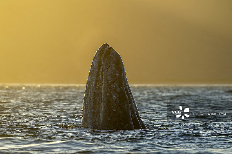 在墨西哥下加利福尼亚州雷乌萨运河日落时分侦察的灰鲸图片素材