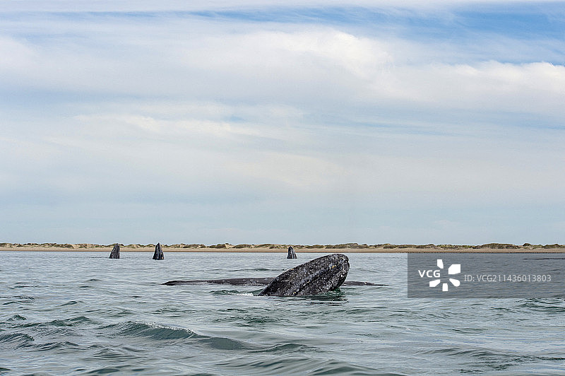 灰鲸的侦察行为，墨西哥下加利福尼亚州图片素材