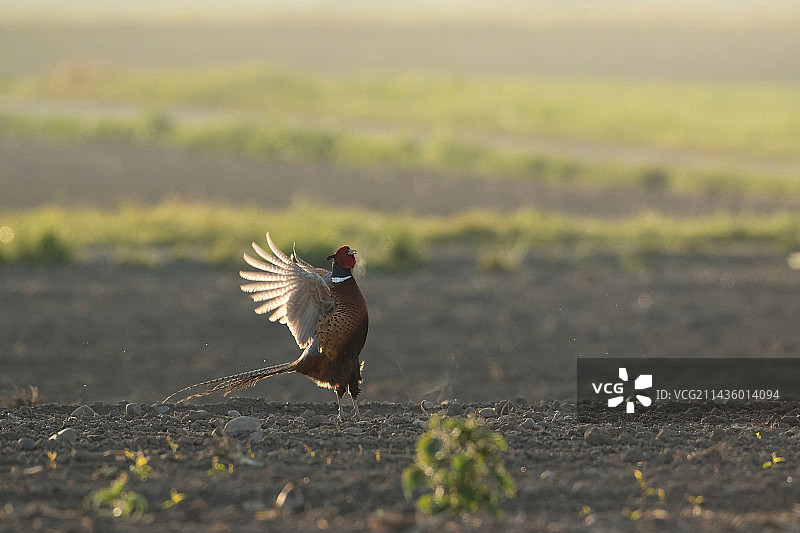 法国阿尔萨斯地区黎明时分展示的环颈雉图片素材