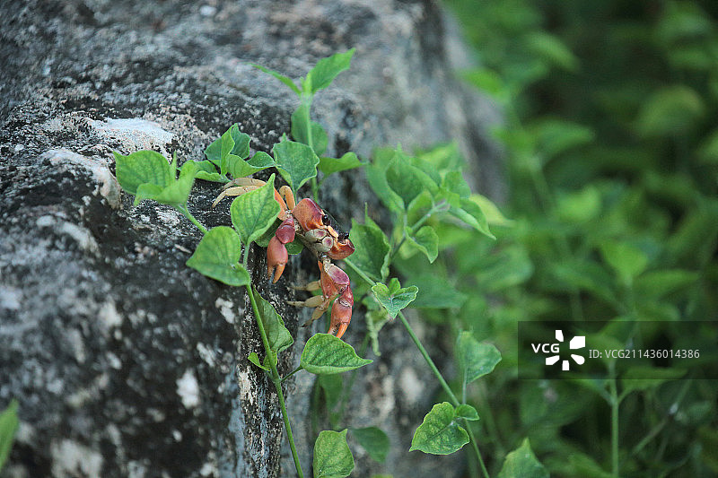 古巴花园里的黑背陆蟹图片素材
