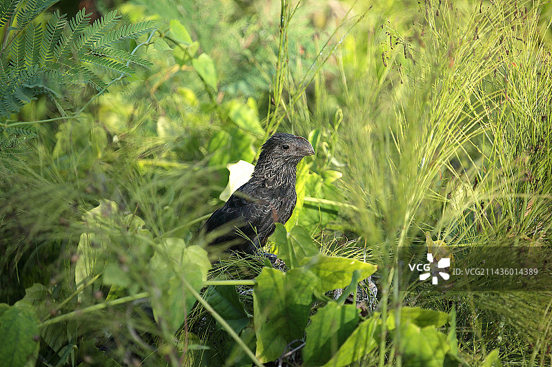 古巴植被中的滑嘴犀鹃图片素材