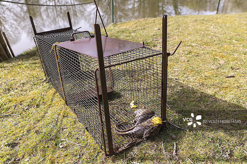 在法国布列塔尼伊勒-维莱讷省，池塘边捕获的挪威老鼠，海狸鼠在堤坝上挖洞图片素材