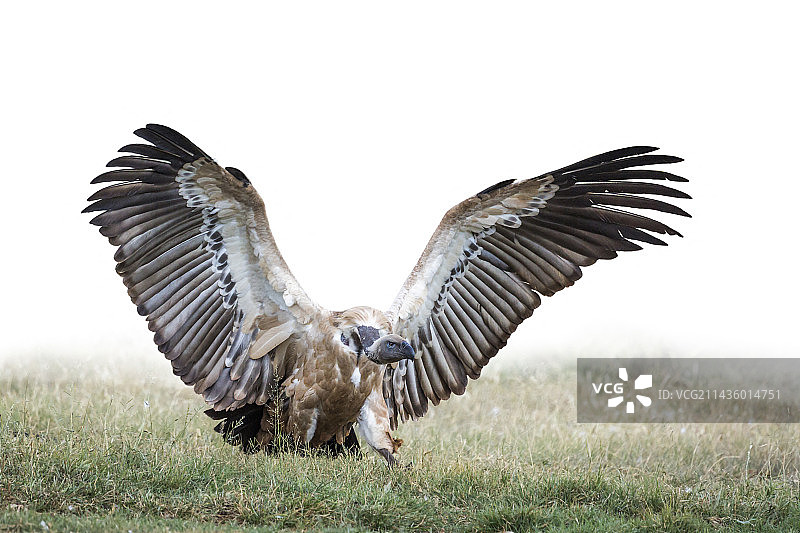 南非Vulpro康复中心：降落的开普秃鹫图片素材