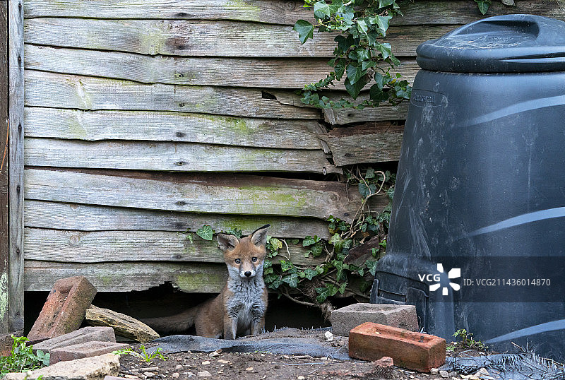 英国：从洞穴里走出的红狐幼崽图片素材