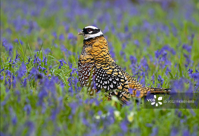在英格兰蓝铃花丛中漫步的白颈长尾雉图片素材