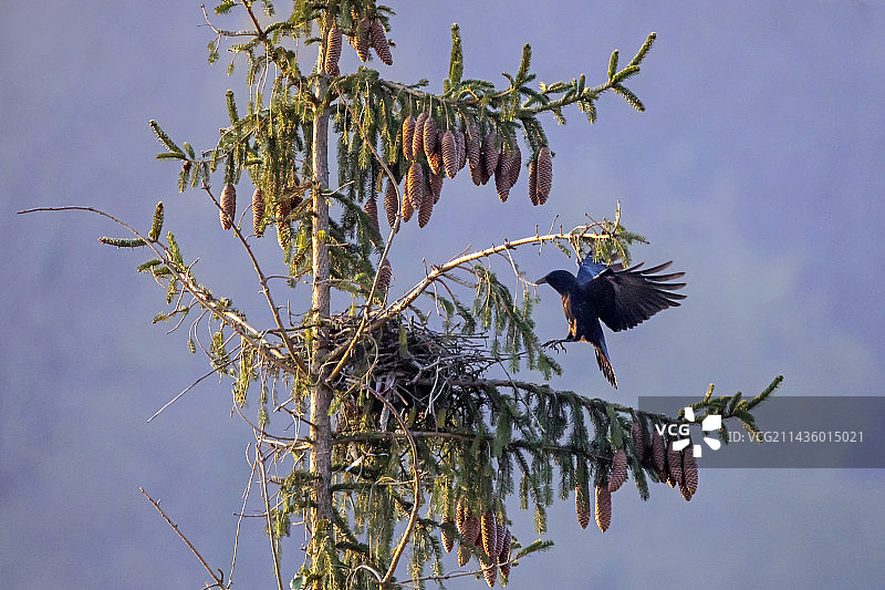 乌鸦在春季抵达法国洛林乡村花园云杉树顶部的巢穴图片素材