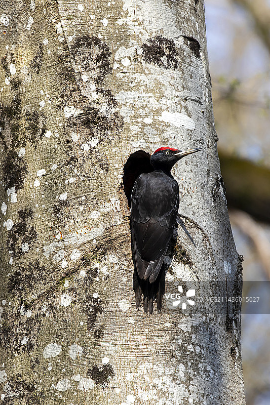 黑啄木鸟（Dryocopus martius），雄性，在法国洛林马尔巴赫森林中，春天在山毛榉树上挖掘的巢穴入口图片素材