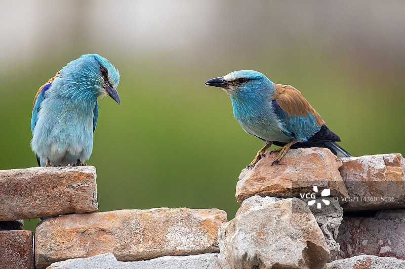 在罗马尼亚多瑙河三角洲，一对繁殖羽毛的欧洲roller鸟在乡村墙上图片素材