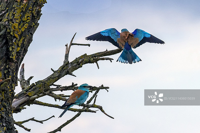 多瑙河三角洲罗马尼亚春天，树上繁殖羽毛的 European Roller (Coracias garrulus) 一对图片素材