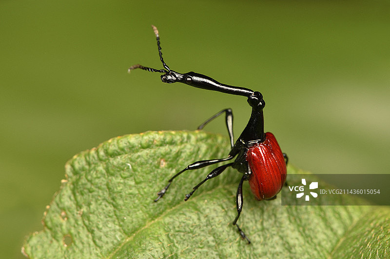 雄性长颈鹿象鼻虫站在马达加斯加阿拉奥特拉-曼古罗地区安达西贝的树叶上图片素材
