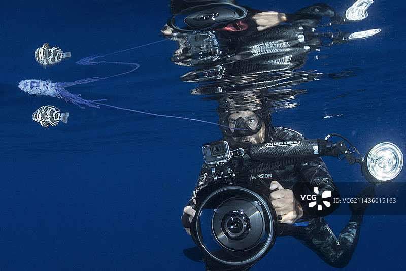 共生互惠关系:葡萄牙军舰鸟(Physalia physalis)伴随着鱼-鲳鱼-(Schedophilus ovalis)。这条鱼在其幼年时期与水螅类动物有关,成年后生活在可达1000米的深度。特内里费岛,加那利群岛图片素材