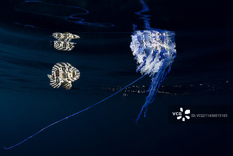 共生互惠关系:葡萄牙军舰鸟(Physalia physalis)伴随着鱼-鲳鱼-(Schedophilus ovalis)。这条鱼在其幼年时期与水螅类动物有关,成年后生活在可达1000米的深度。特内里费岛,加那利群岛图片素材
