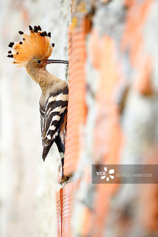 戴胜鸟喂食幼鸟（法国洛林）图片素材