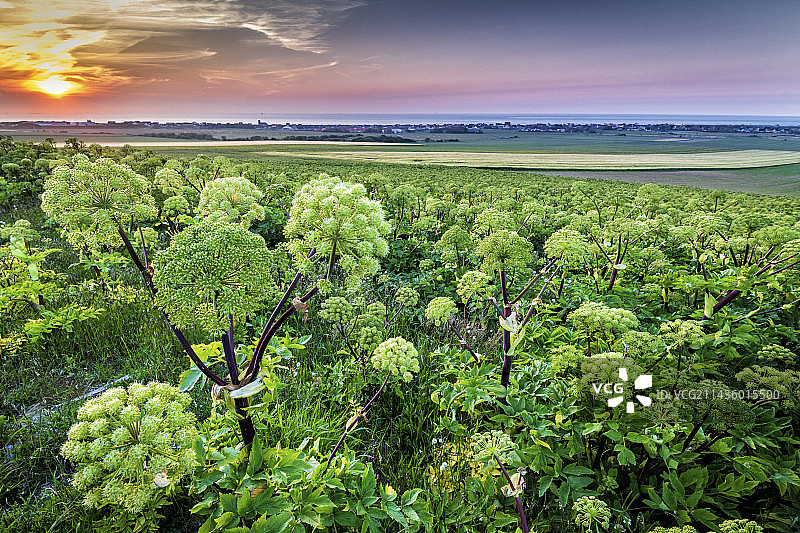 法国加来海峡的当归花园图片素材