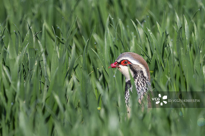 麦田中的红腿石鸡图片素材