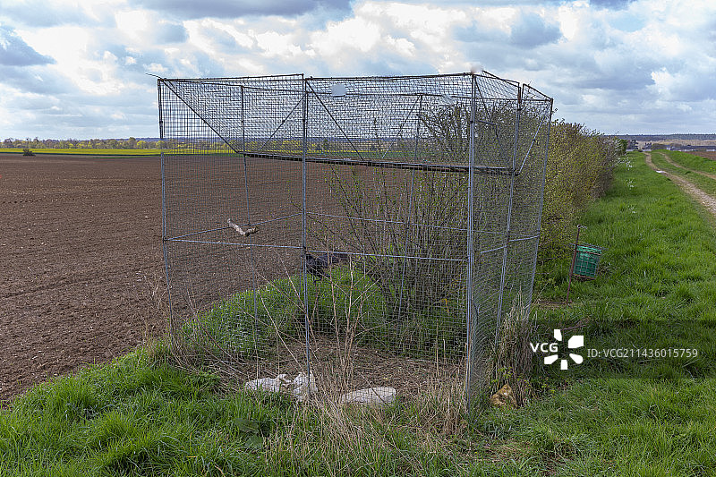 用于捕捉乌鸦等鸦科动物的铁丝网笼，内部有一只鸟作为诱饵，吸引其他鸟类，法国瓦兹省图片素材