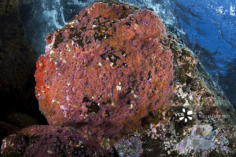 海葵，加那利群岛图片素材