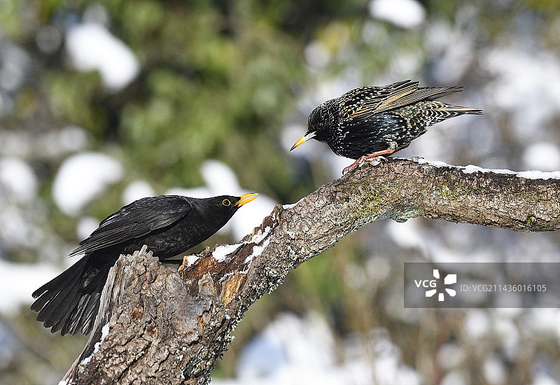 欧洲八哥与黑鹂，法国北部孚日地区自然公园图片素材