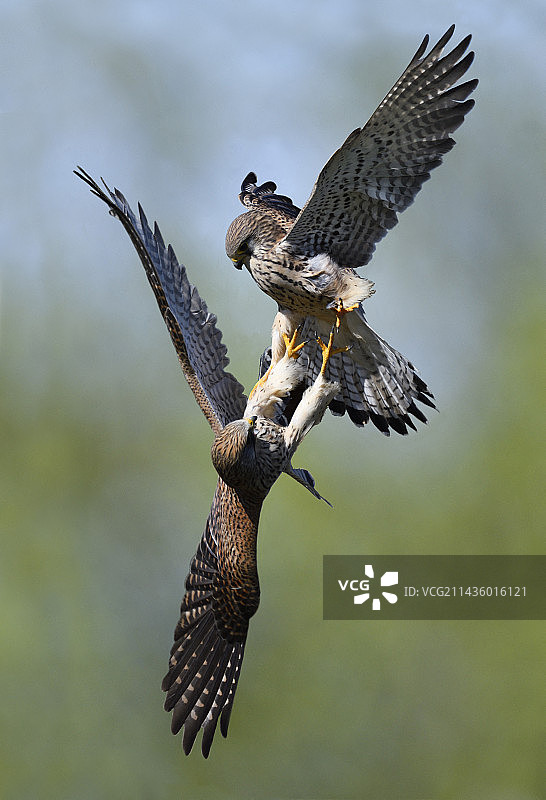 普通红隼雌鸟打斗，法国北部孚日地区自然公园图片素材