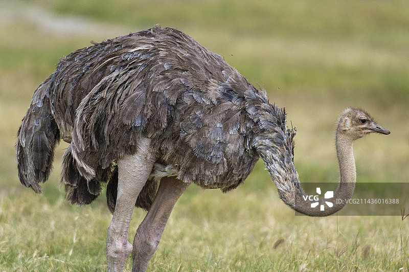 雌性鸵鸟，纳库鲁湖国家公园，肯尼亚图片素材