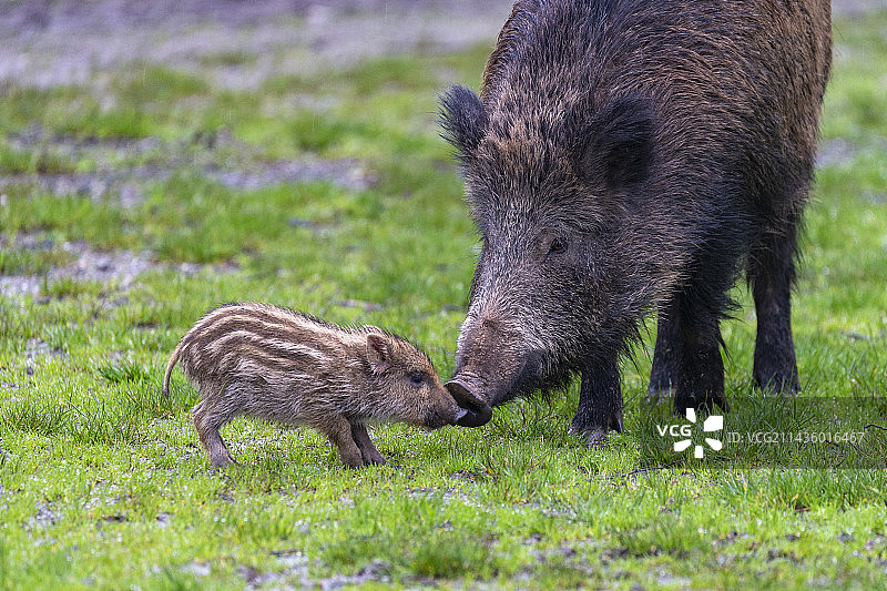 野猪和幼崽（法国上索恩省私人公园）图片素材