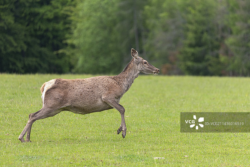 赤鹿（Cervus elaphus），母鹿于森林边缘草地，法国上索恩省私人公园图片素材