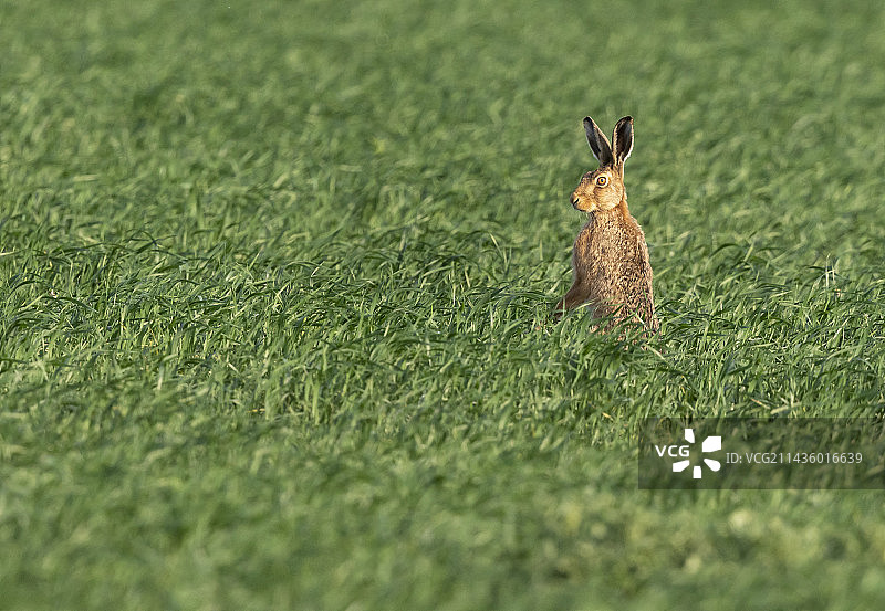 站在冬季小麦作物中的棕色野兔（欧洲野兔），英格兰图片素材