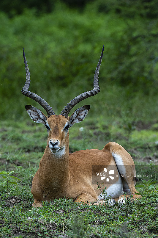 黑斑羚（雄性），恩杜图，恩戈罗恩戈罗保护区，塞伦盖蒂，坦桑尼亚图片素材