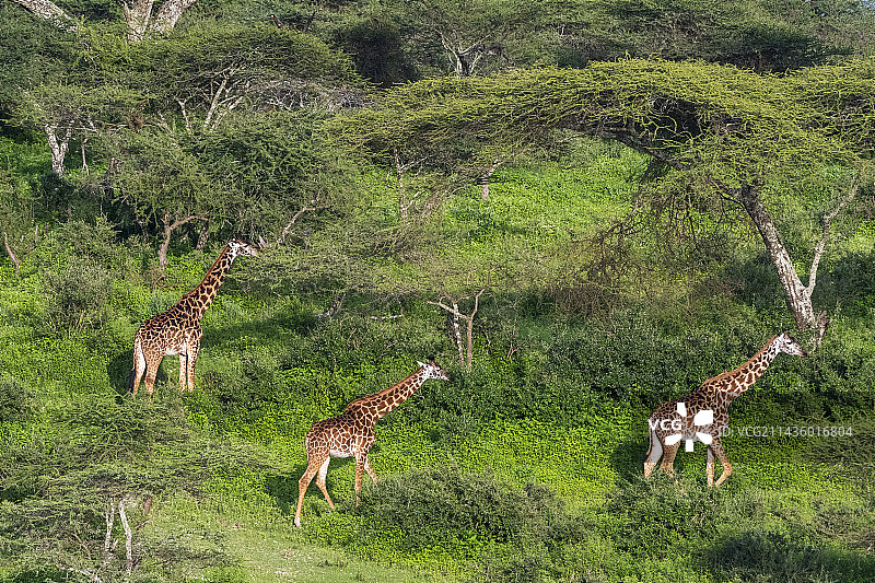 马赛长颈鹿，坦桑尼亚恩杜图，恩戈罗恩戈罗保护区，塞伦盖蒂图片素材