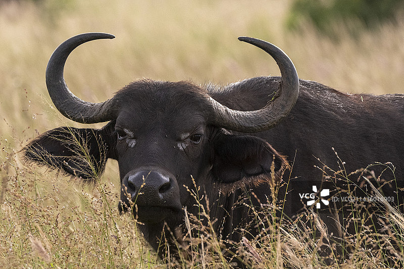 非洲水牛，肯尼亚察沃图片素材