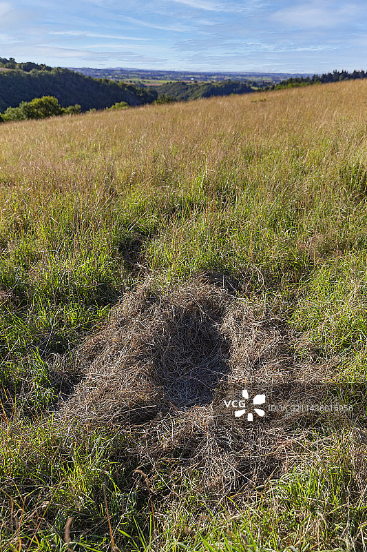 草地上的野猪巢，野猪的庇护所，私人公园，上索恩省，法国图片素材