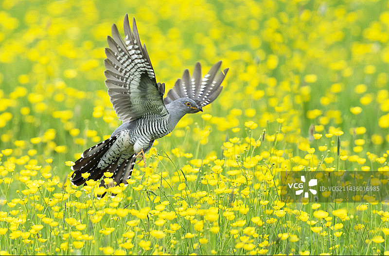 飞过毛茛的普通杜鹃（英国）图片素材