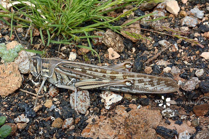 兰萨罗特岛上的非洲飞蝗（Locusta migratoria）图片素材