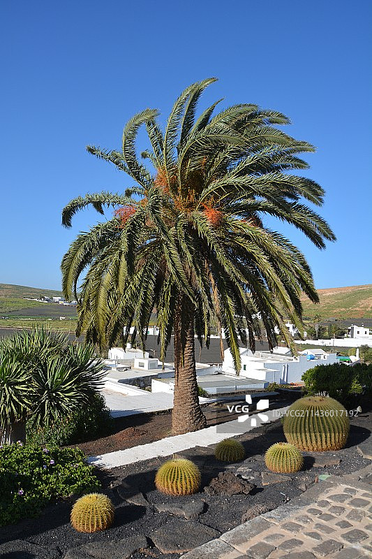 原产于墨西哥的金琥仙人掌和加那利群岛的加拿利海枣，兰萨罗特岛图片素材