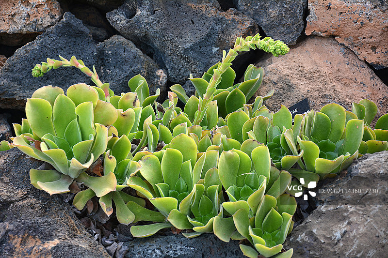 巨型天鹅绒玫瑰（加那利群岛特有种）图片素材