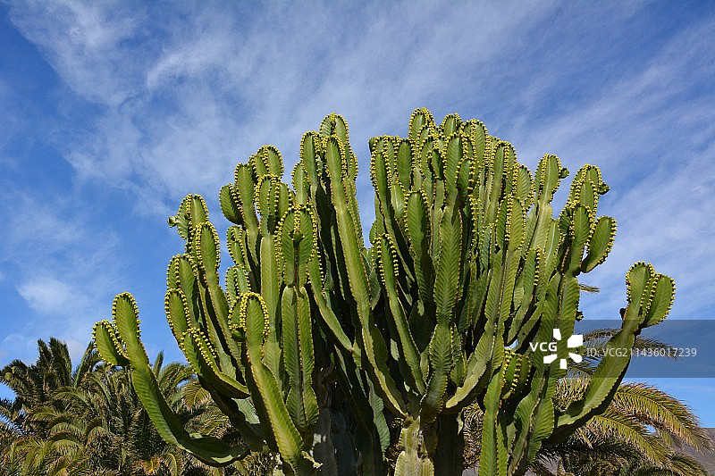 千 Euphorbia acrurensis，兰萨罗特岛，加那利群岛图片素材