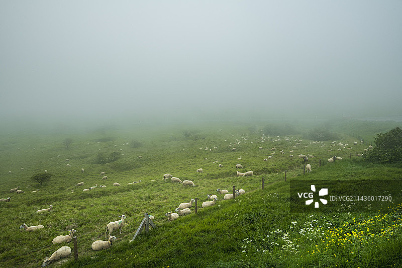 春季法国加莱海峡白色鼻岬的布洛涅绵羊图片素材
