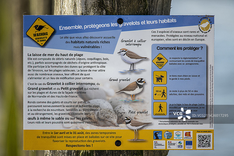 提醒人们注意春季环颈鸻巢穴存在的标志图片素材