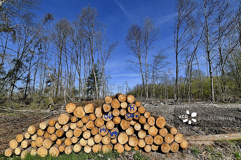为城市化在法国埃蒂佩的针叶林中伐木，住房图片素材