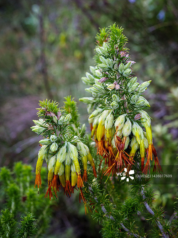 流苏石楠图片素材