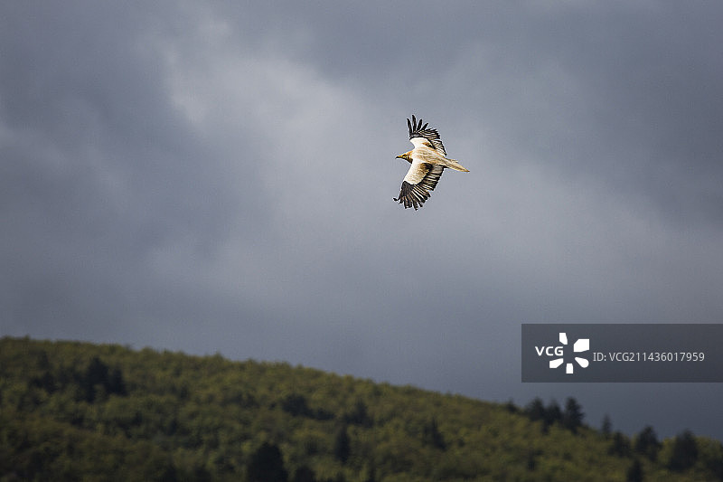 埃及秃鹫在法国沃克吕兹省内斯克峡谷飞行图片素材