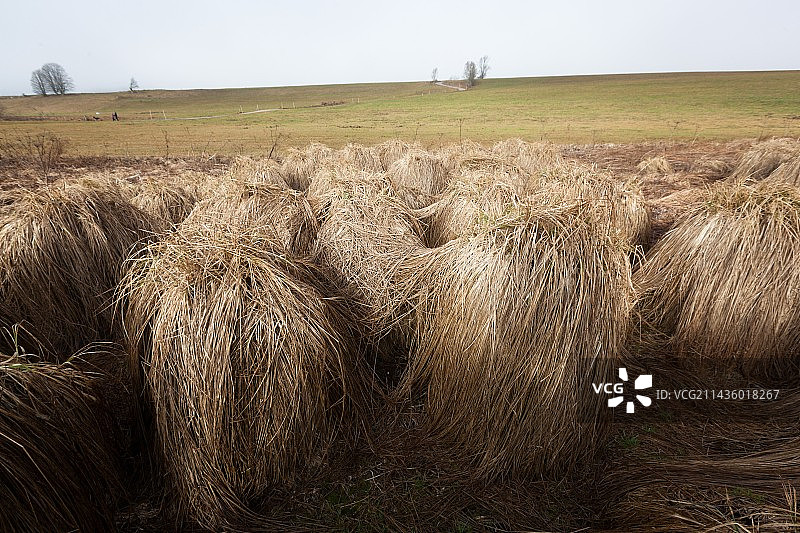 塞布里奥特，沙泰尔布朗，杜省，法国的草丛图片素材